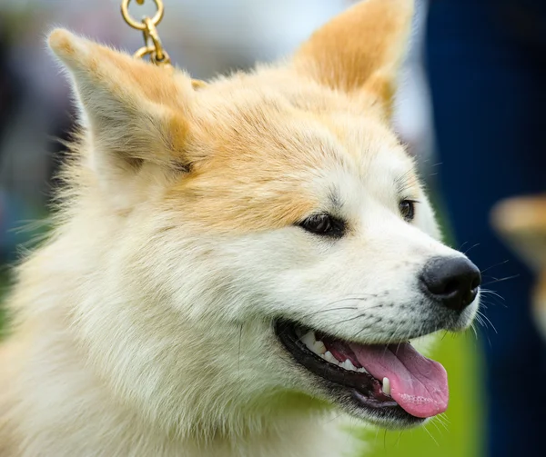 Akita inu hond — Stockfoto