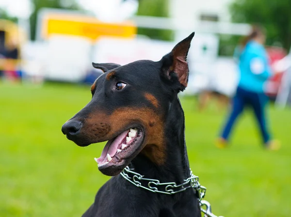 Cane adulto carino — Foto Stock