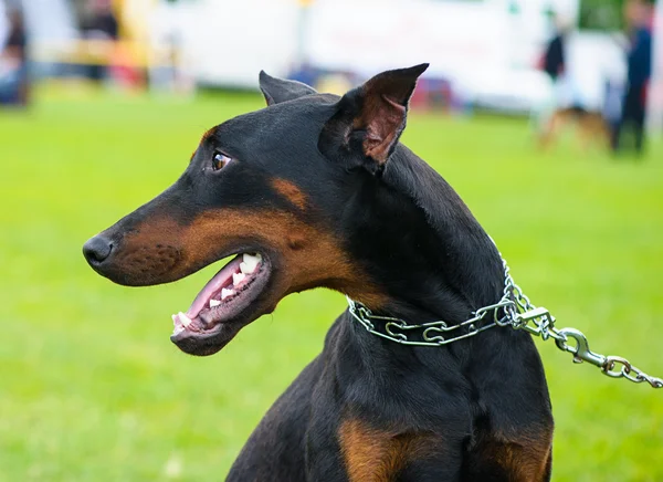 Vuxen söt hund — Stockfoto