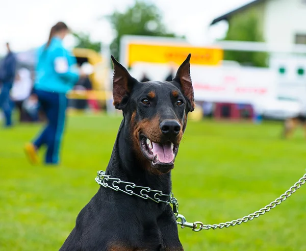 Erwachsener süßer Hund — Stockfoto