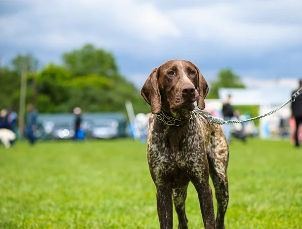 Erwachsener süßer Hund — Stockfoto