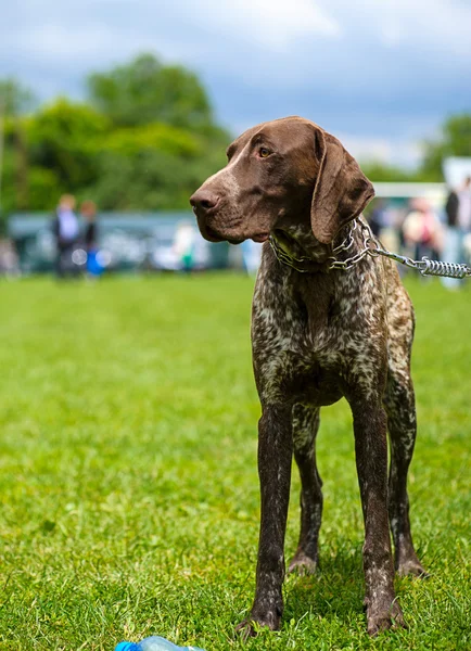 Vuxen söt hund — Stockfoto