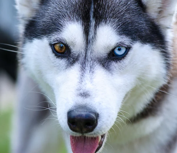 Siberian Husky dog — Stock Photo, Image