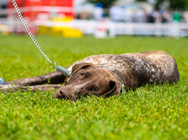 Erwachsener süßer Hund — Stockfoto