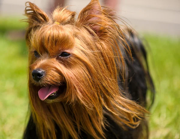 Erwachsener süßer Hund — Stockfoto