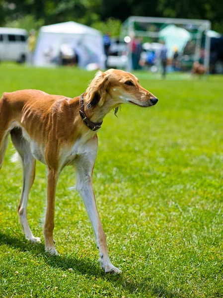 Cane adulto carino — Foto Stock