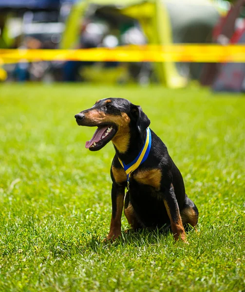 Cane adulto carino — Foto Stock