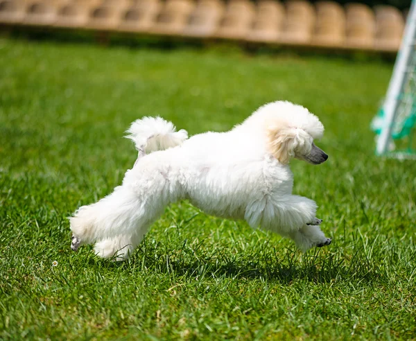 Cane adulto carino — Foto Stock