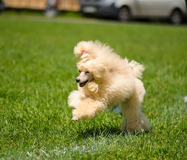 Cane adulto carino — Foto Stock