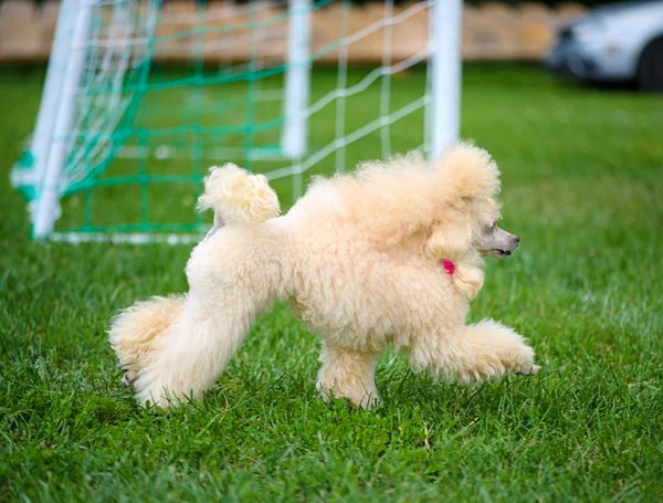 Adult cute Dog — Stock Photo, Image