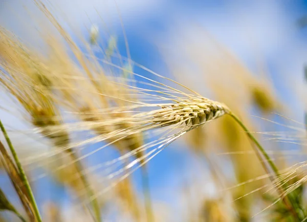 Goldenes Weizenfeld — Stockfoto