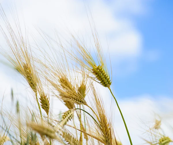 Goldenes Weizenfeld — Stockfoto