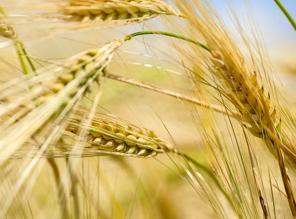 Goldenes Weizenfeld — Stockfoto