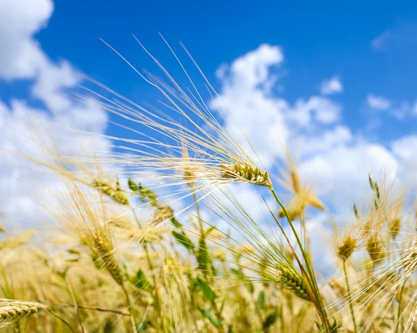 Campo de trigo dorado —  Fotos de Stock