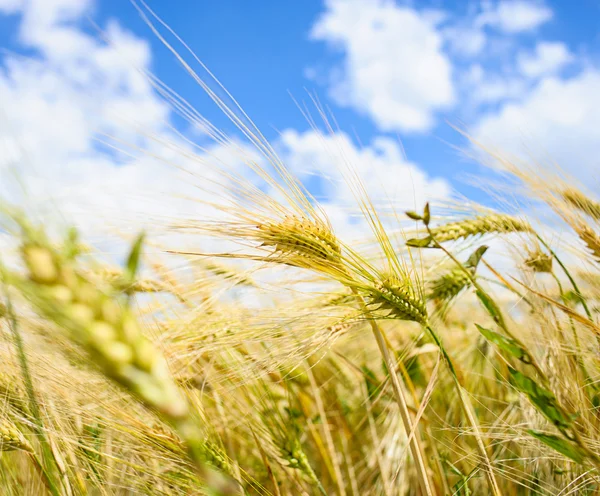 Campo de trigo dorado —  Fotos de Stock