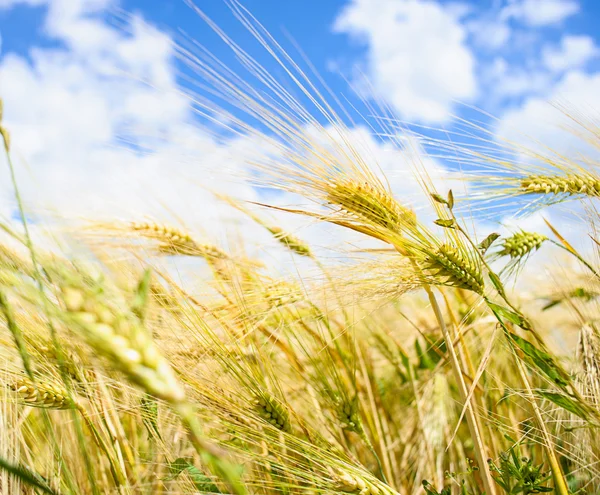 Golden wheat field — Stock Photo, Image