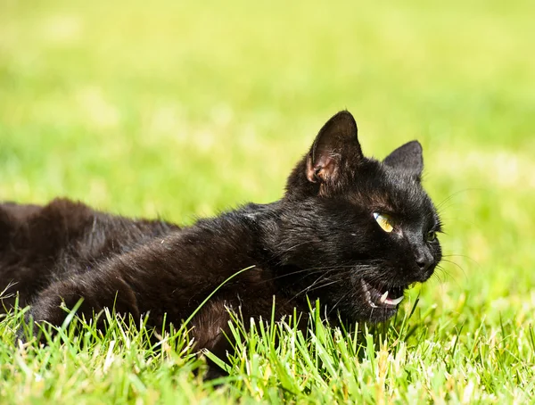 Black cat on green grass — Stock Photo, Image