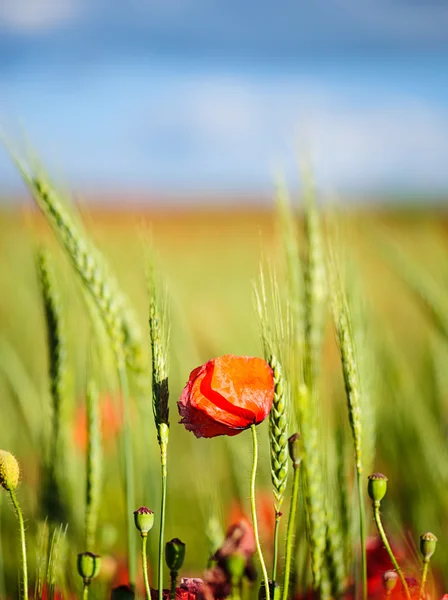 Schöne leuchtend rote Mohnblumen — Stockfoto