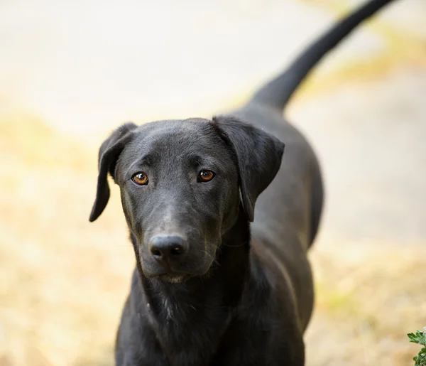 Vuxen söt hund — Stockfoto