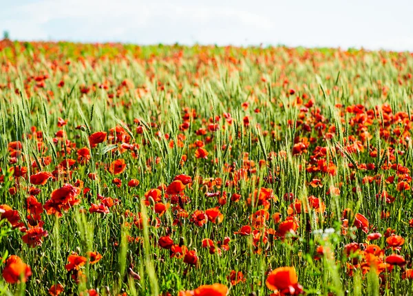 Lindas flores de papoula vermelho brilhante — Fotografia de Stock