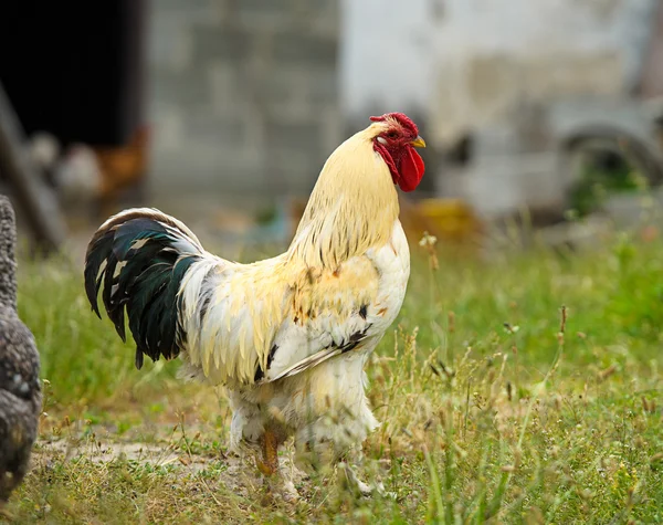 Young chicken bird — Stock Photo, Image