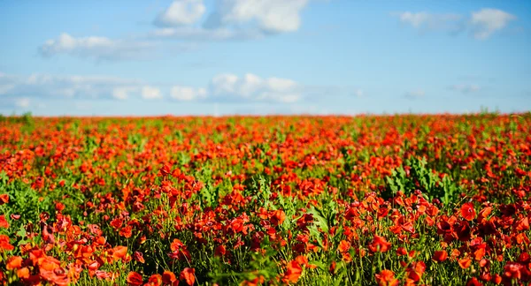 Mooie heldere rode papaver bloemen — Stockfoto