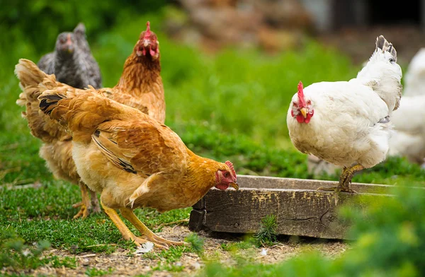 Giovani uccelli di pollo — Foto Stock