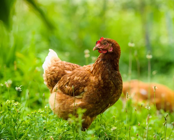 Jonge kip vogels — Stockfoto