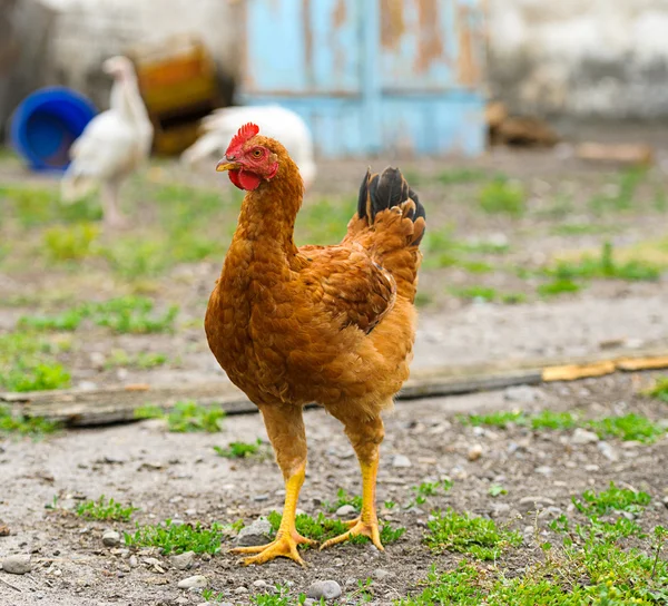 Jeune oiseau de poulet — Photo