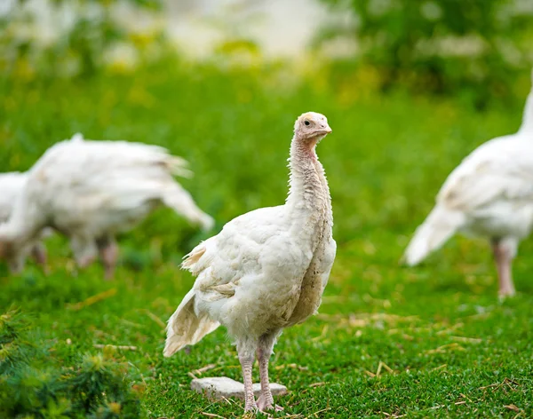 Jonge Turkije op een boerderij — Stockfoto