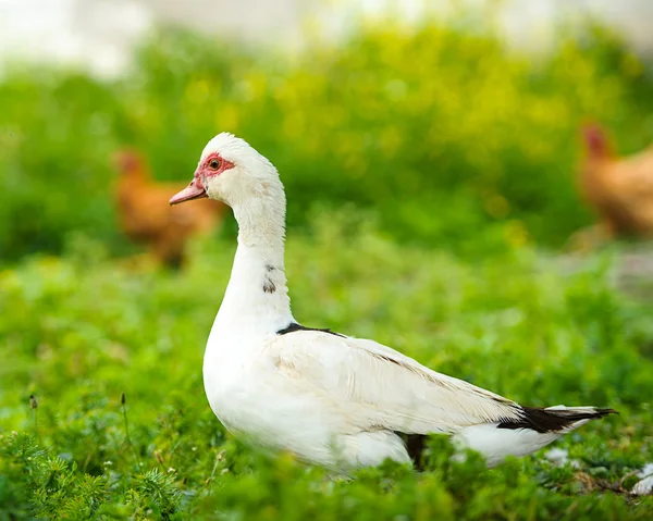 Pato em uma fazenda — Fotografia de Stock