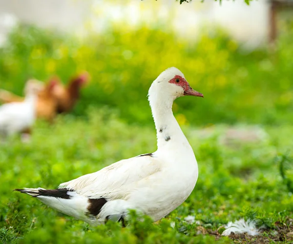 Eend op een boerderij — Stockfoto