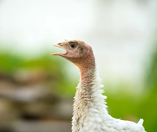 Young turkey on a farm — Stock Photo, Image