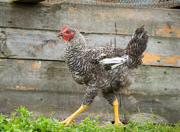Madár fiatal csirke — Stock Fotó
