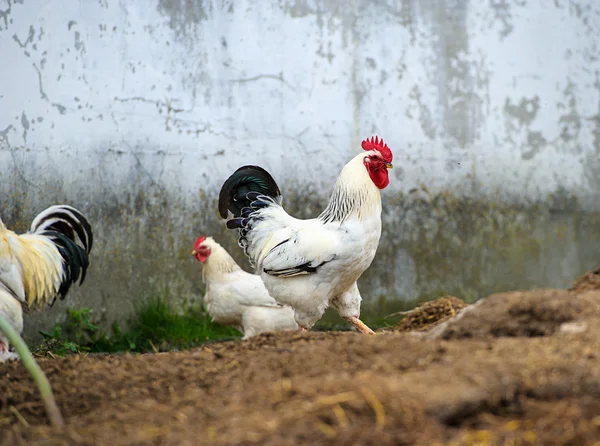 Genç tavuk kuş — Stok fotoğraf