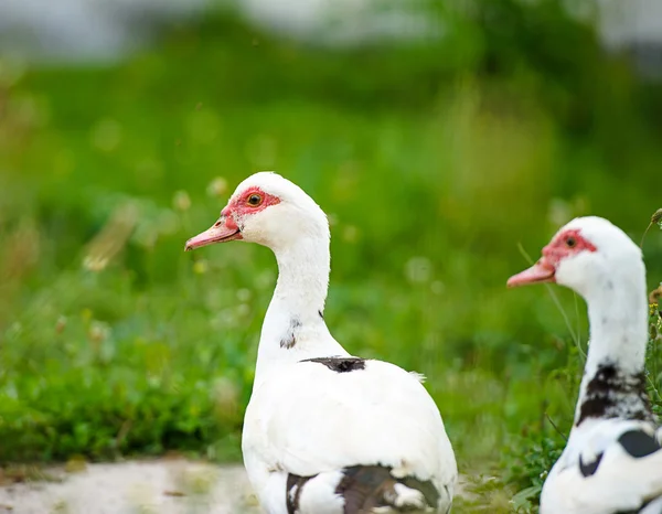 Patos em uma fazenda — Fotografia de Stock