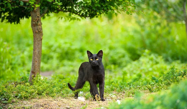 Schwarze Katze auf grünem Gras — 图库照片