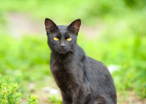 Schwarze Katze auf grünem Gras — 图库照片