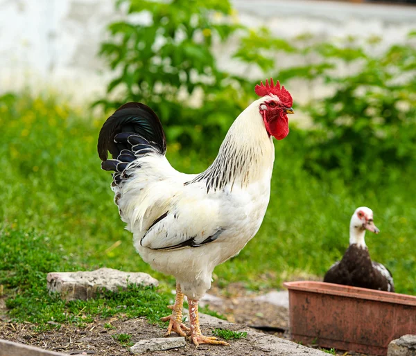 Young chicken bird — Stock Photo, Image