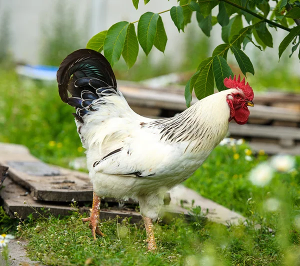 Jeune oiseau de poulet — Photo