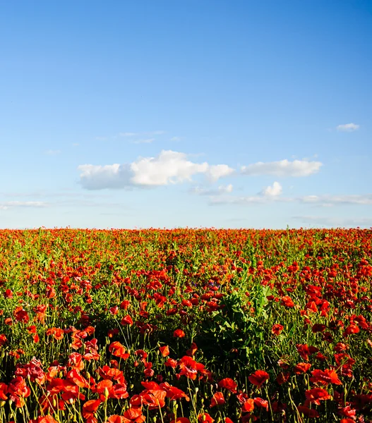 Schöne leuchtend rote Mohnblumen — Stockfoto