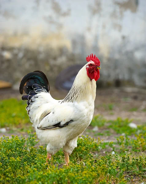 Junger Hühnervogel — Stockfoto