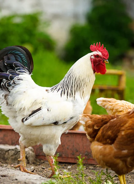 Jonge kip vogels — Stockfoto