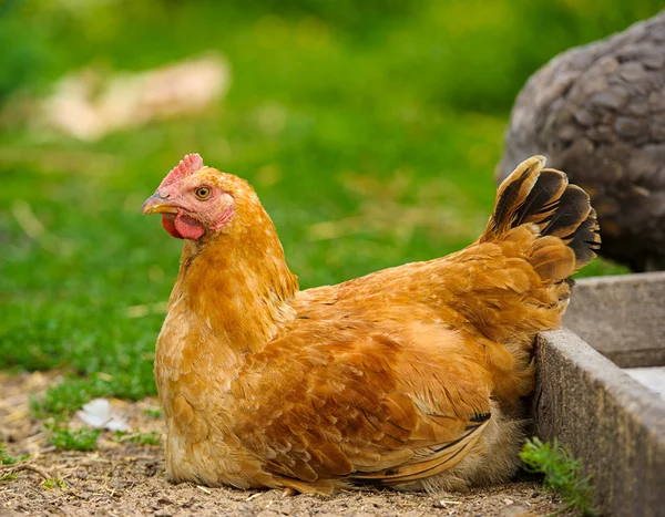 若い鶏鳥 — ストック写真
