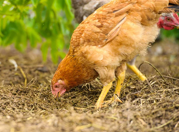 Jonge kip vogels — Stockfoto