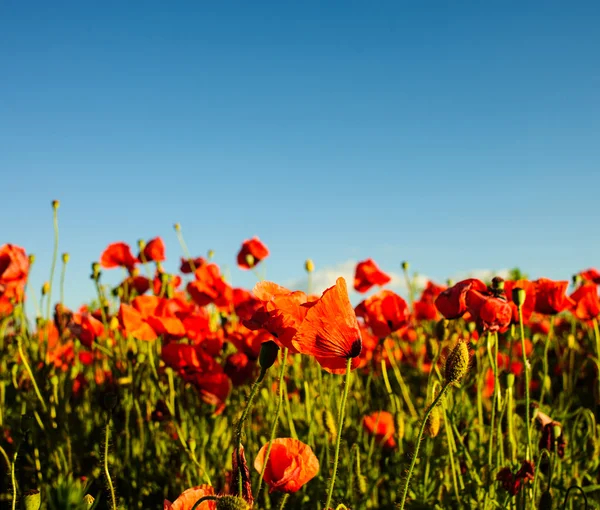 Beautiful bright red poppy flowers — Stock Photo, Image