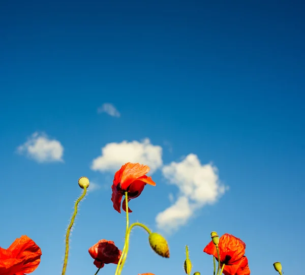 Schöne leuchtend rote Mohnblumen — Stockfoto