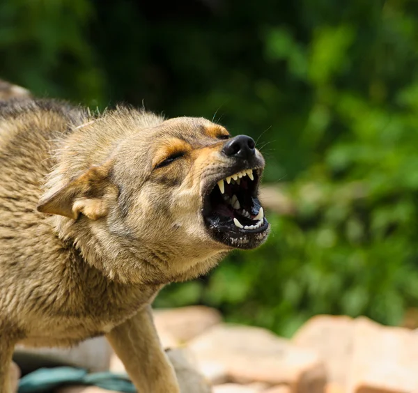 Yetişkin kızgın köpek