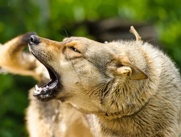 Adulto perro enojado — Foto de Stock