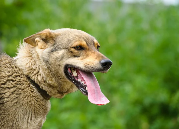 Portret psa dorosłego — Zdjęcie stockowe